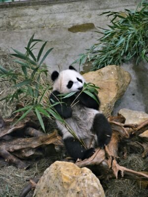 A Panda Eating Bamboo in the Zoo