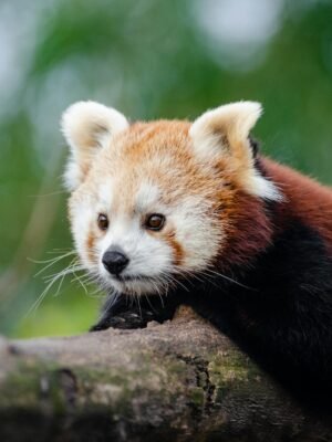 Brown and White Animal Lying on Tree