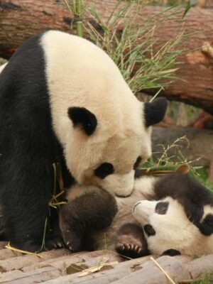 Photo of Panda and Cub Playing