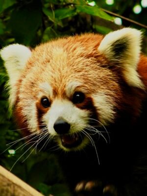 Red Panda