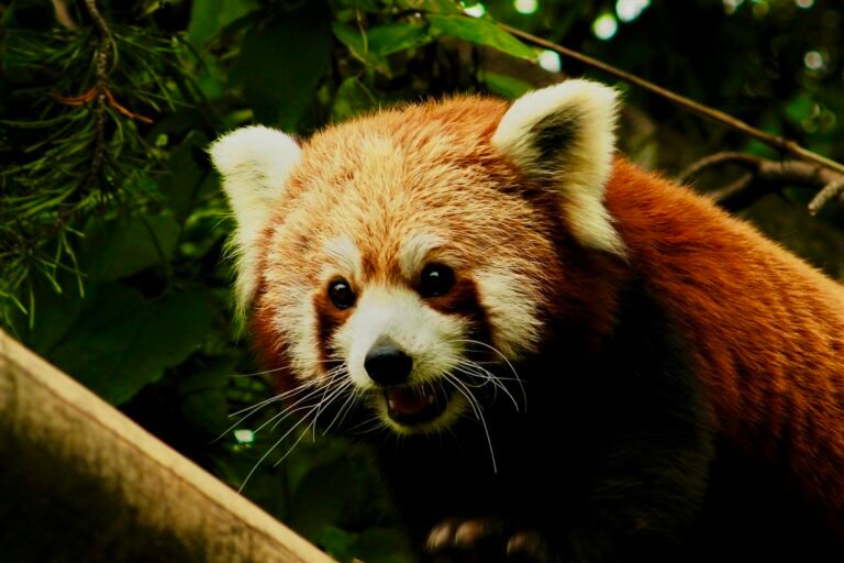 Red Panda